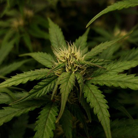 Mimosa Automatic #3 growlog timeline photo