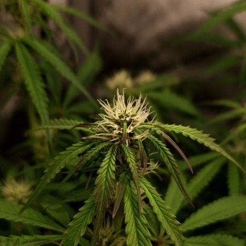 Apple Fritter Automatic #3 growlog timeline photo