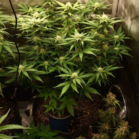 Mimosa Automatic #3 growlog timeline photo