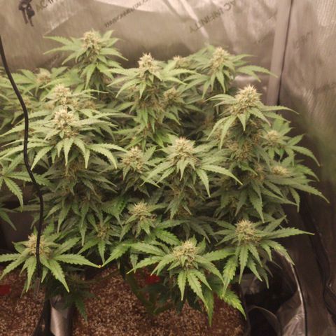 Mimosa Automatic #3 growlog timeline photo