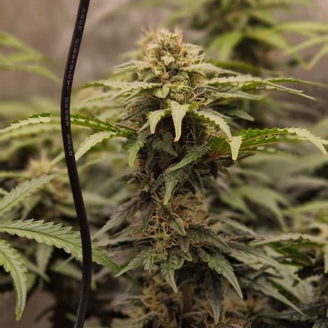 Mimosa Automatic #3 growlog timeline photo