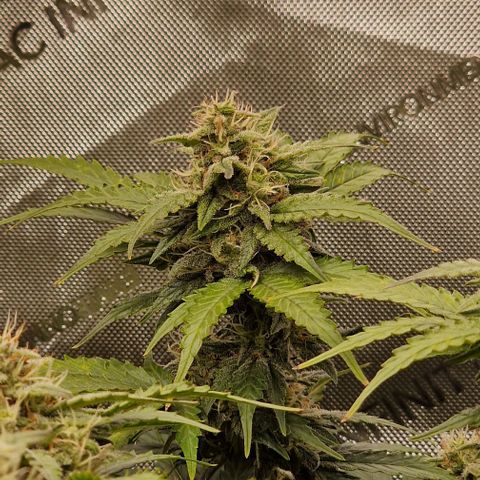 Mimosa Automatic #3 growlog timeline photo