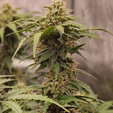 Mimosa Automatic #3 growlog timeline photo