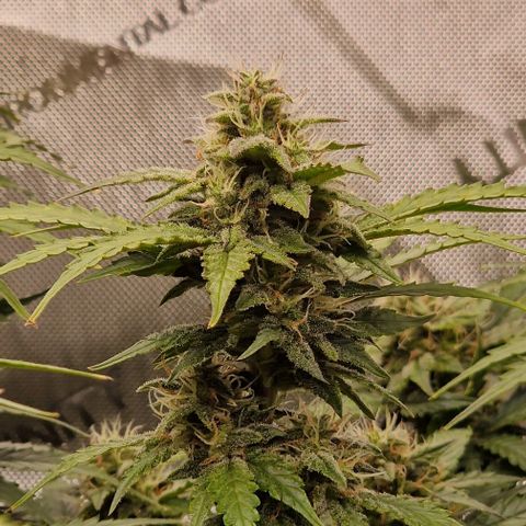 Mimosa Automatic #3 growlog timeline photo