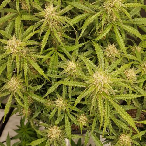 Apple Fritter Automatic #3 growlog timeline photo