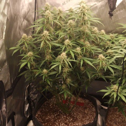 Apple Fritter Automatic #3 growlog timeline photo