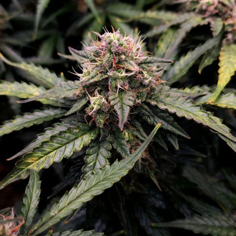 Mimosa Automatic #3 growlog timeline photo