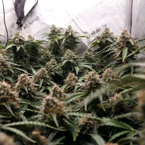 Mimosa Automatic #3 growlog timeline photo