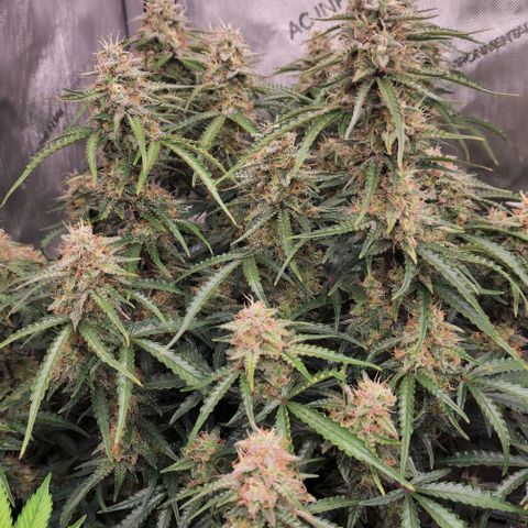Apple Fritter Automatic #3 growlog timeline photo