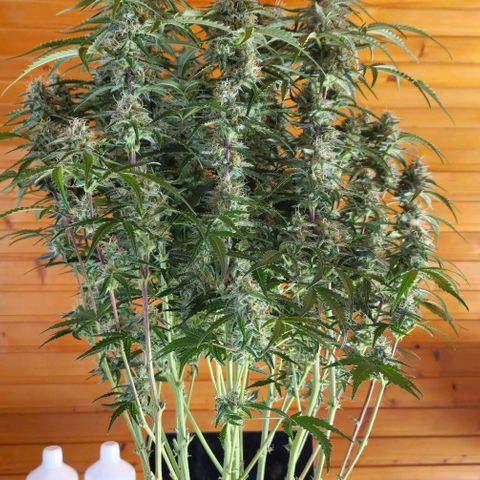 Apple Fritter Automatic #3 growlog timeline photo