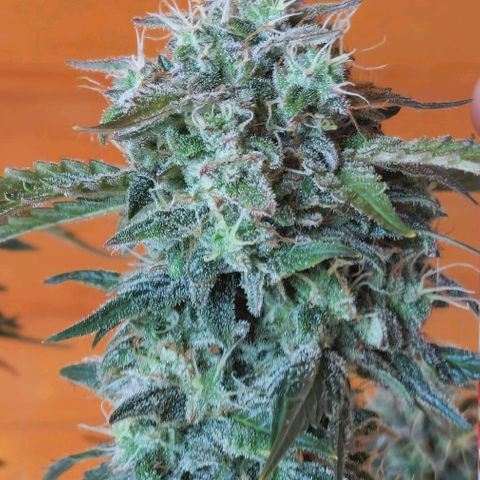 Mimosa Automatic #3 growlog timeline photo