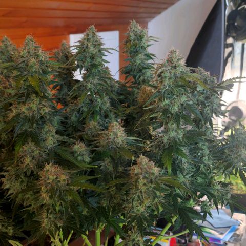 Mimosa Automatic #3 growlog timeline photo