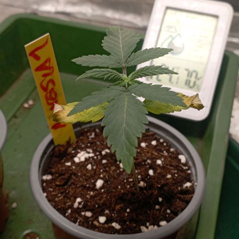 Amnesia 1 growlog timeline photo