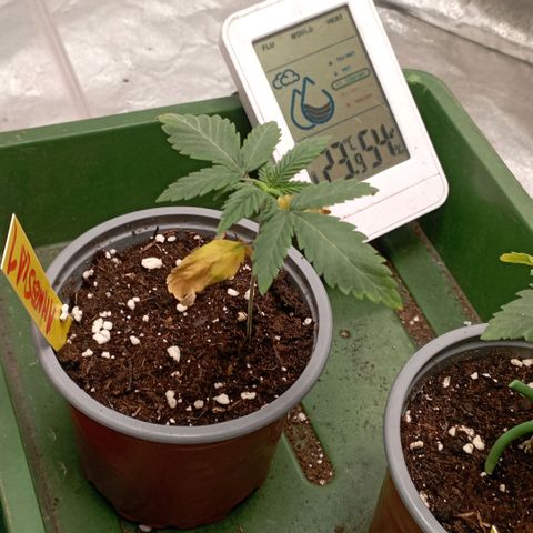 Amnesia 1 growlog timeline photo