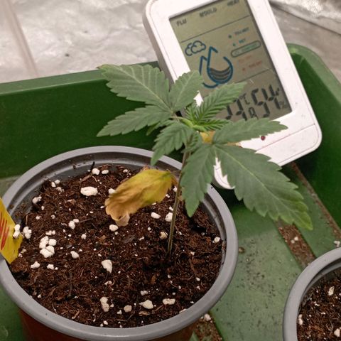Amnesia 1 growlog timeline photo