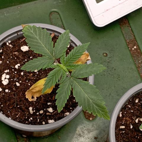 Amnesia 1 growlog timeline photo