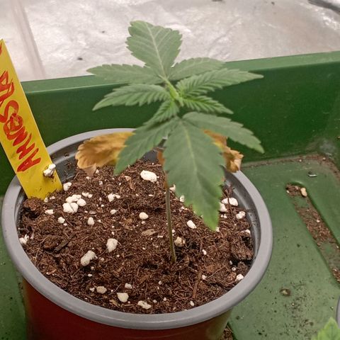 Amnesia 1 growlog timeline photo
