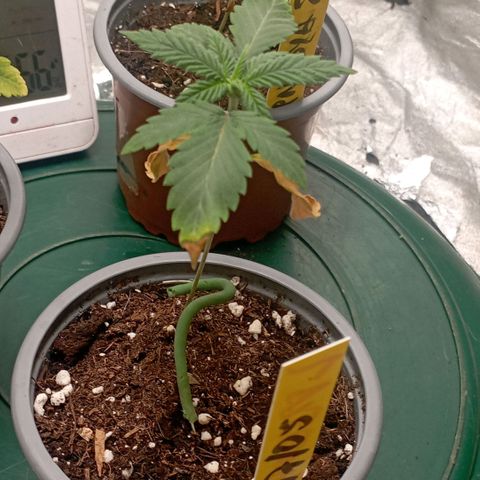 Amnesia 1 growlog timeline photo