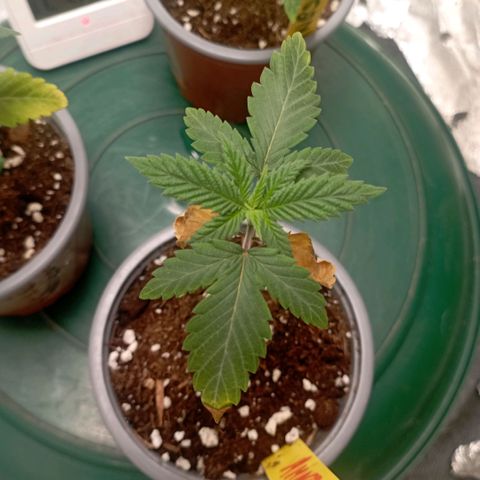 Amnesia 1 growlog timeline photo