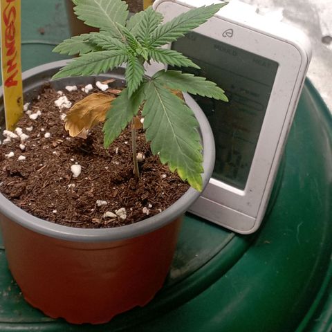 Amnesia 1 growlog timeline photo