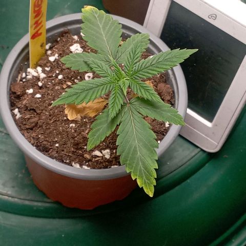 Amnesia 1 growlog timeline photo