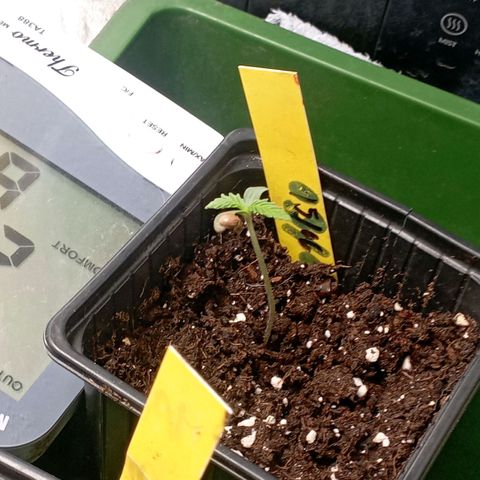 OG Kush 2 growlog timeline photo