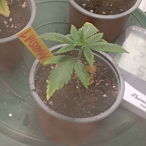 Amnesia 1 growlog timeline photo