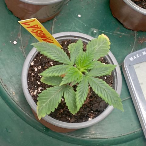 Amnesia 1 growlog timeline photo