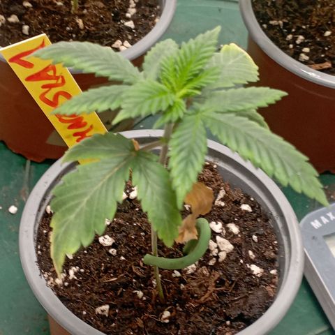 Amnesia 1 growlog timeline photo