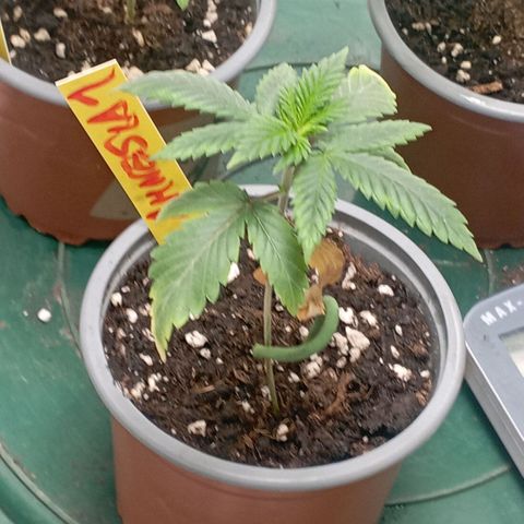 Amnesia 1 growlog timeline photo