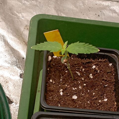 OG Kush 2 growlog timeline photo