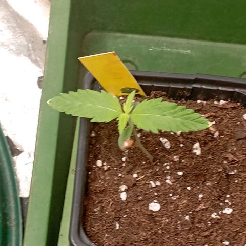 OG Kush 2 growlog timeline photo
