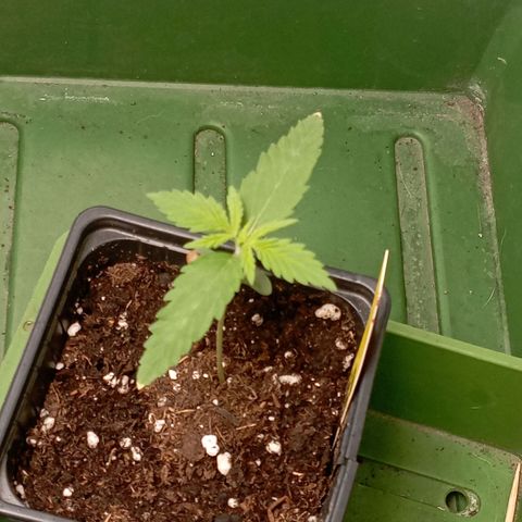 OG Kush 2 growlog timeline photo