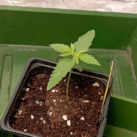 OG Kush 2 growlog timeline photo