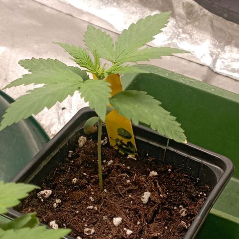OG Kush 2 growlog timeline photo