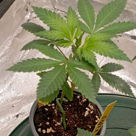 Amnesia 1 growlog timeline photo
