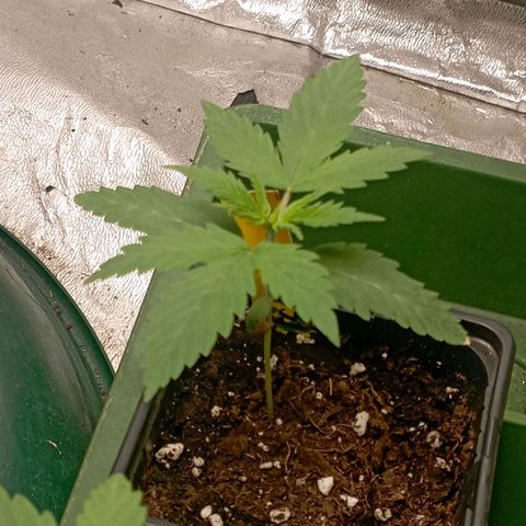 OG Kush 2 growlog timeline photo
