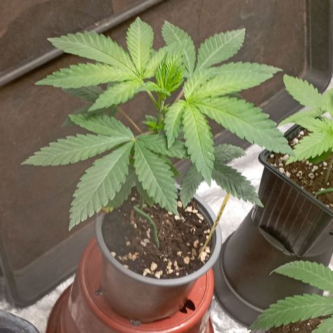 Amnesia 1 growlog timeline photo