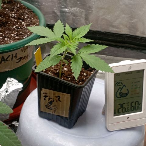 OG Kush 2 growlog timeline photo