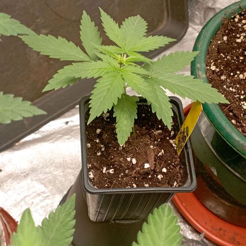 OG Kush 2 growlog timeline photo