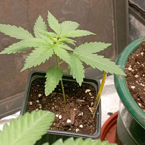 OG Kush 2 growlog timeline photo