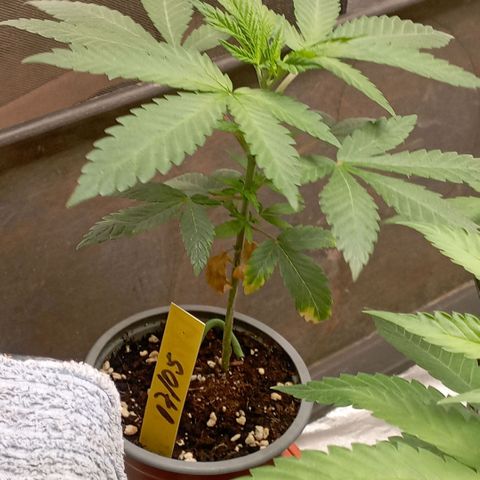 Amnesia 1 growlog timeline photo