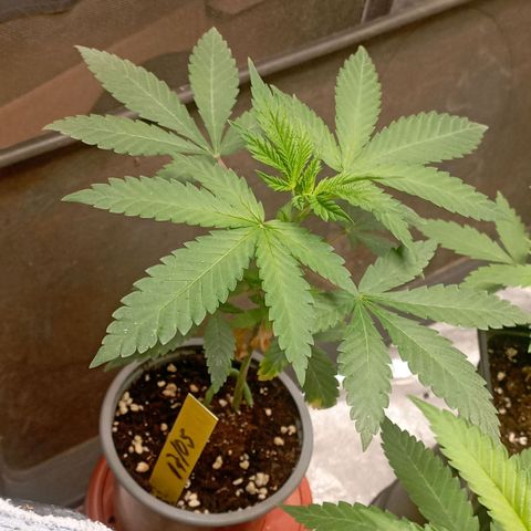 Amnesia 1 growlog timeline photo