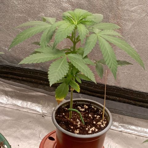 Amnesia 1 growlog timeline photo
