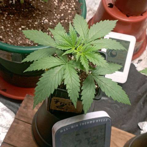 OG Kush 2 growlog timeline photo