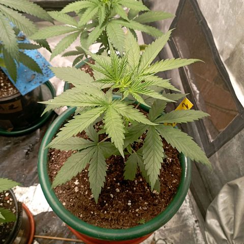 OG Kush 2 growlog timeline photo