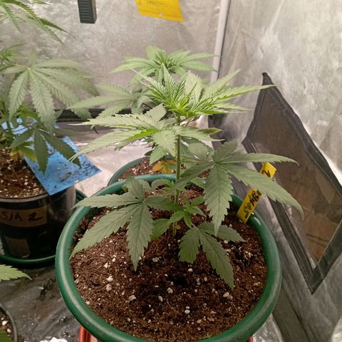 OG Kush 2 growlog timeline photo