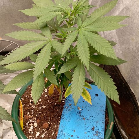 Amnesia 1 growlog timeline photo