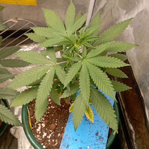 Amnesia 1 growlog timeline photo
