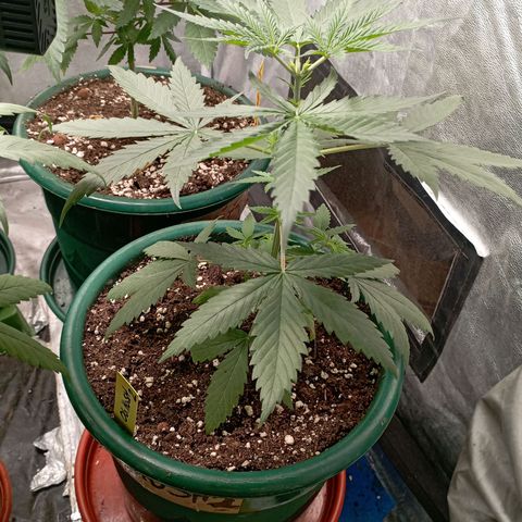 OG Kush 2 growlog timeline photo